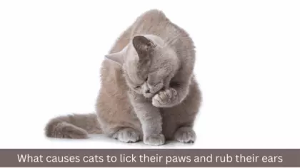 cat licking paw and rubbing eye