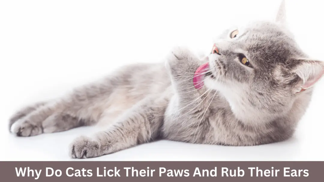why do cats lick their paws and rub their ears