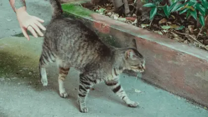 cat running away from me