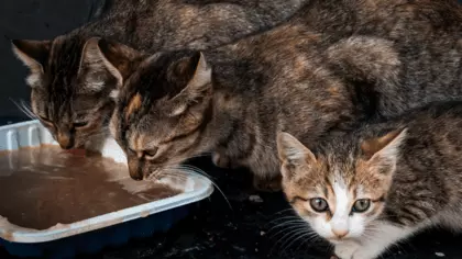 cat doesn't drink water but eats wet food