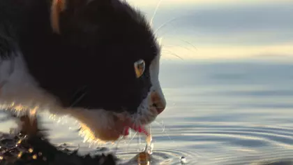 cat doesn't drink water