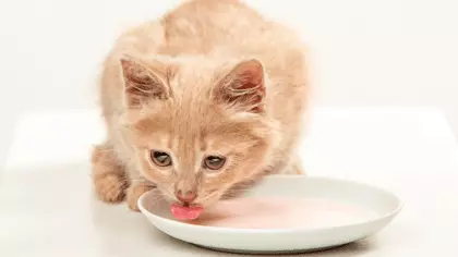 cat not drinking water but eating wet food