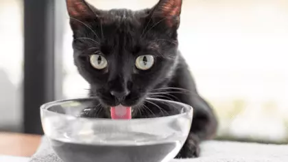 cat not drinking water but eating