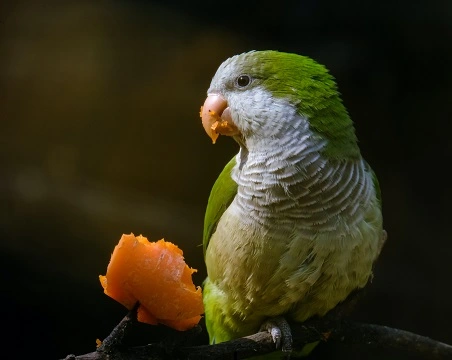 how much does a quaker parrot cost