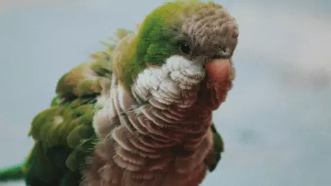 how much is a quaker parakeet