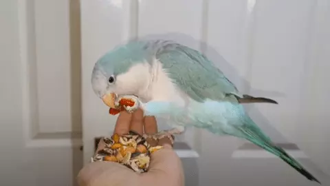 quaker parrot food