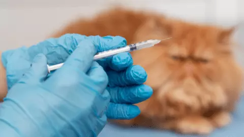 cat vaccinations cost