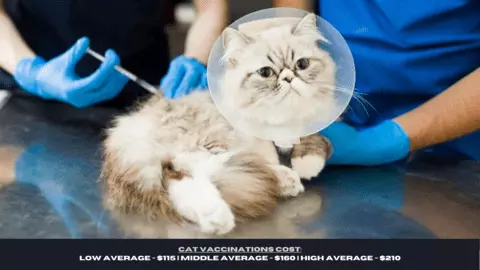 cost of vaccinating a cat