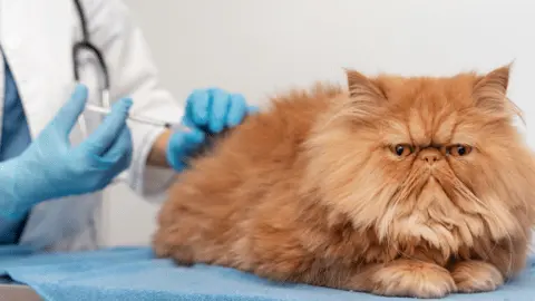 what vaccines do cats need yearly