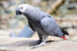 African Gray Parrot