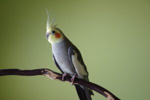 Cockatiel