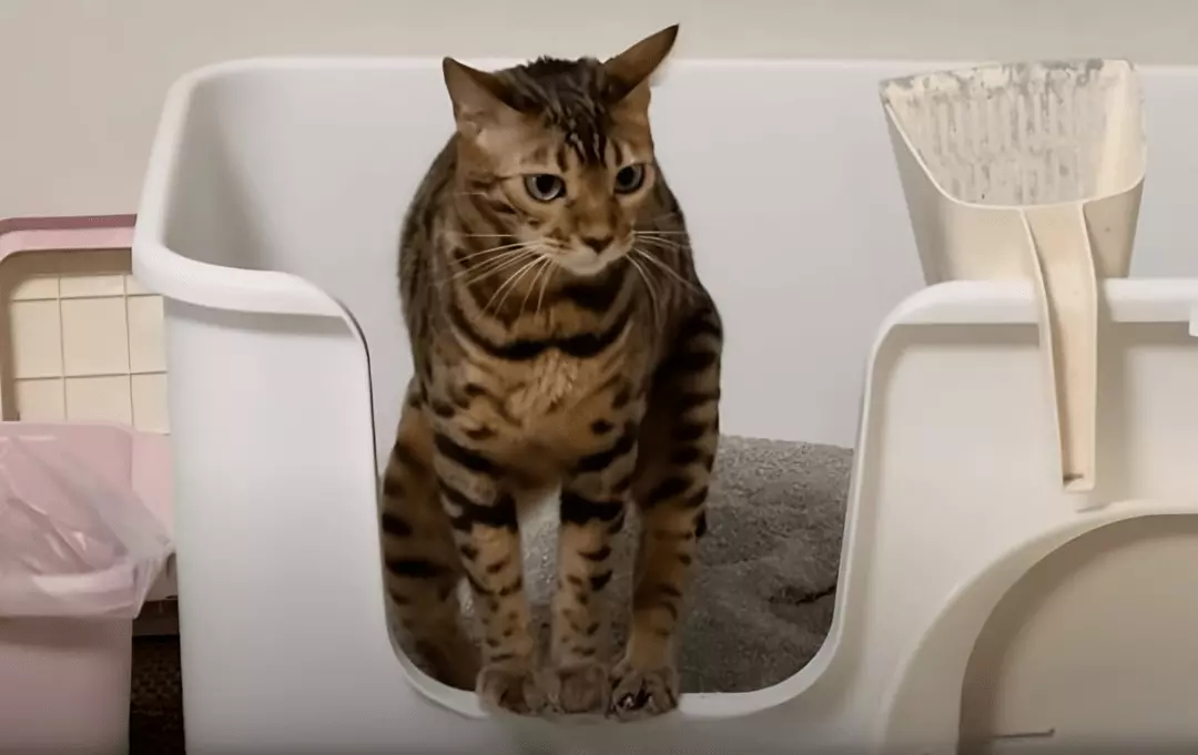 how long can a cat go without pooping