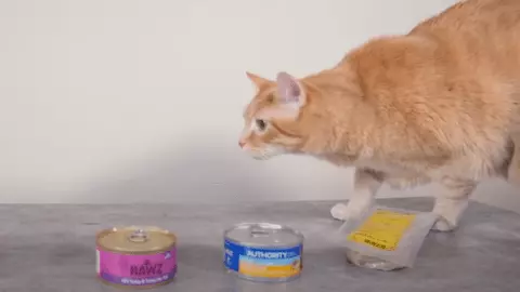 how long can wet cat food stay out