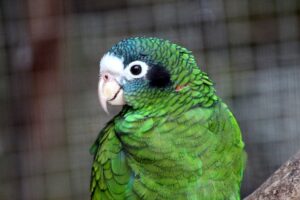 Amazon Parrot