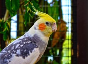 Cockatiel