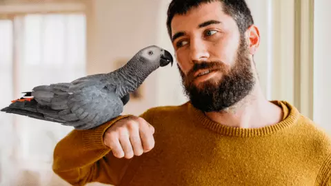 african grey parrot talking