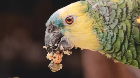 amazon parrot food