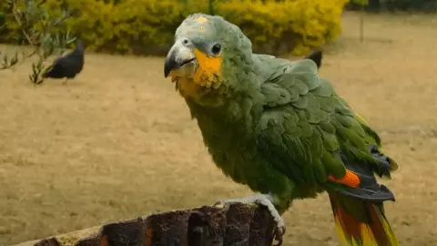 amazon parrot price