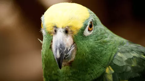 buy amazon parrot