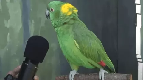 how much are talking parrots