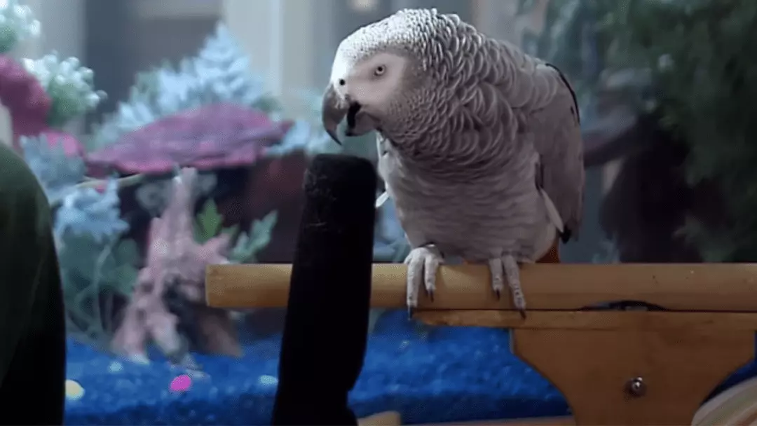 how much is a talking parrot