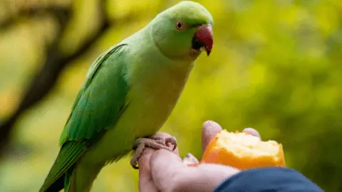 parrot diet