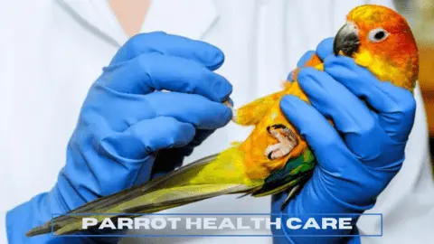 parrot health care