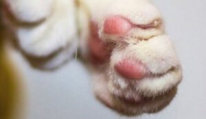 Deciphering Cat Declawing Costs