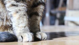 Potential Extra Declawing Expenses