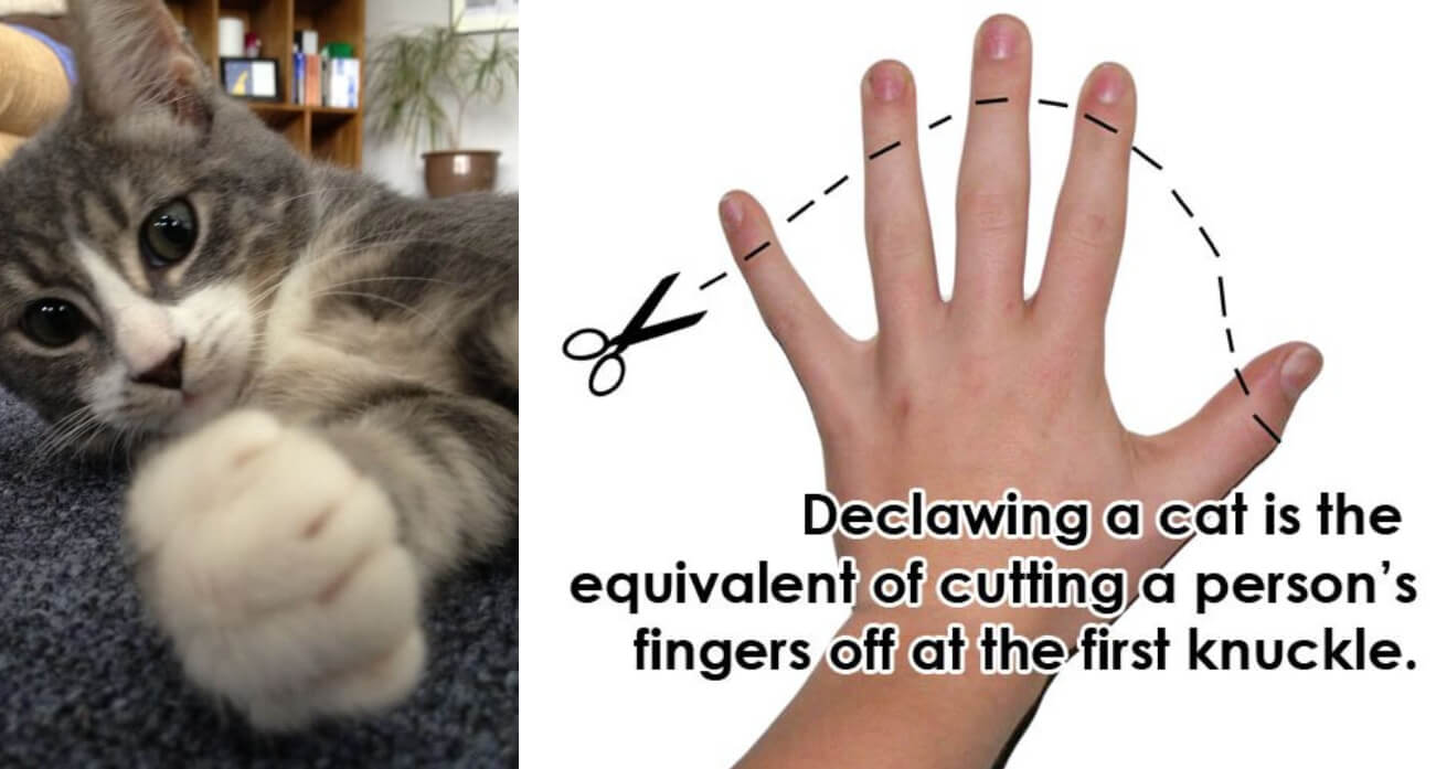 How Much is It to Declaw a Cat