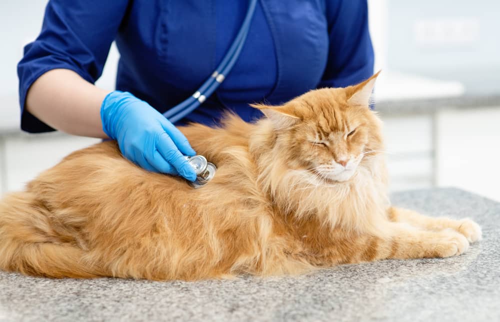 How Do You Know If Cat Has UTI