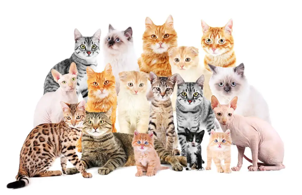 How Many Cat Species are There