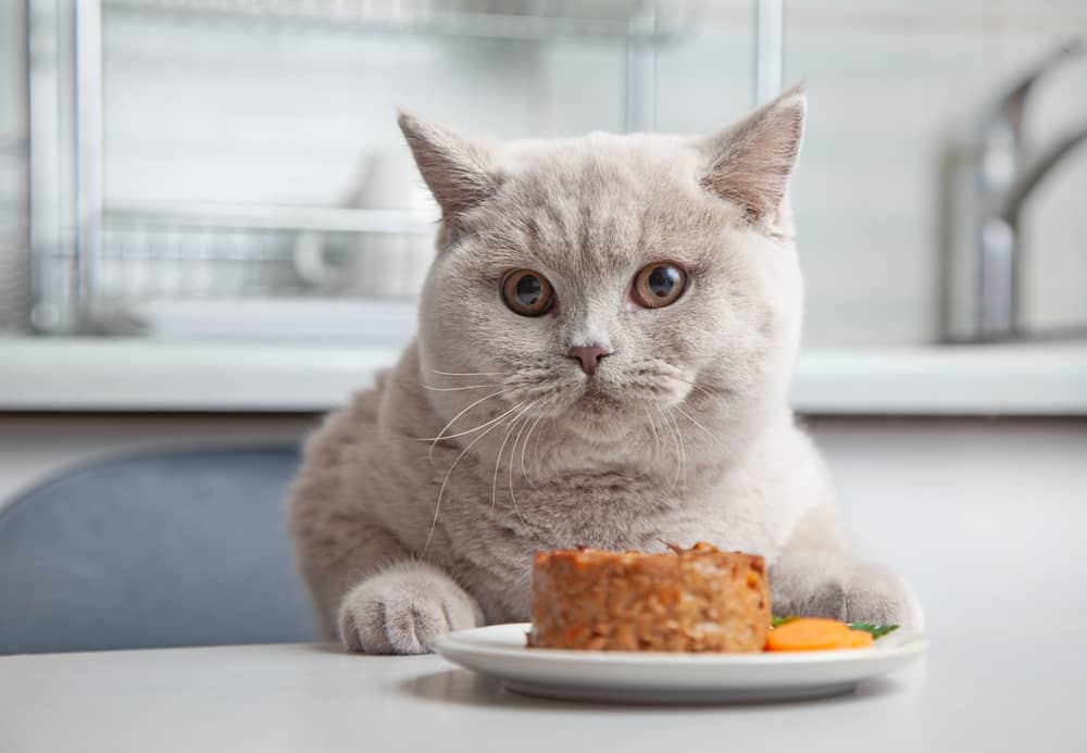 What are the Disadvantages of Wet Cat Food