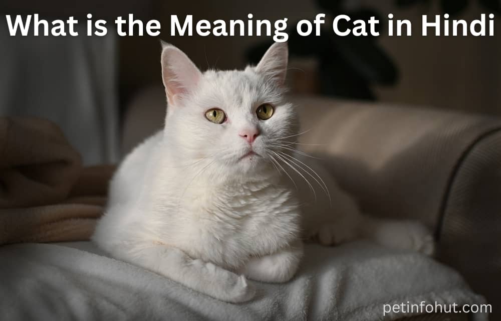 What is the Meaning of Cat in Hindi