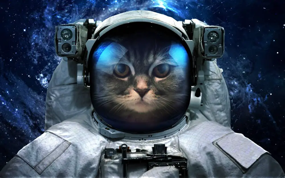 Why is the Cat Important in Alien