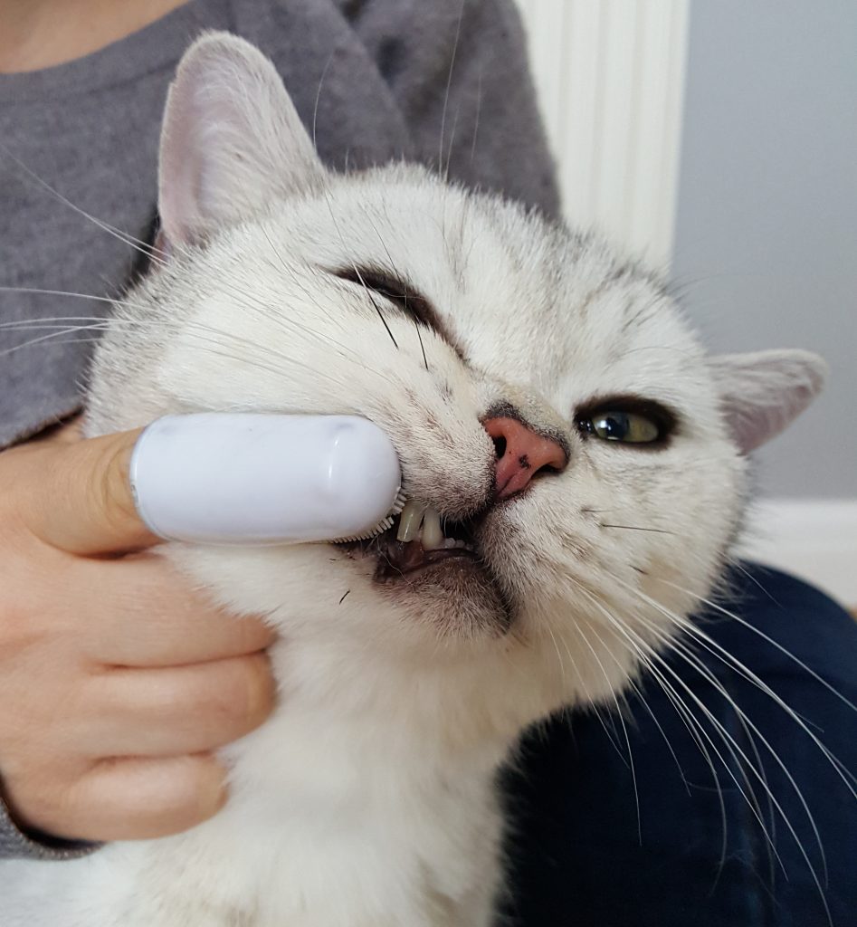 Are You Supposed to Brush Cat Teeth