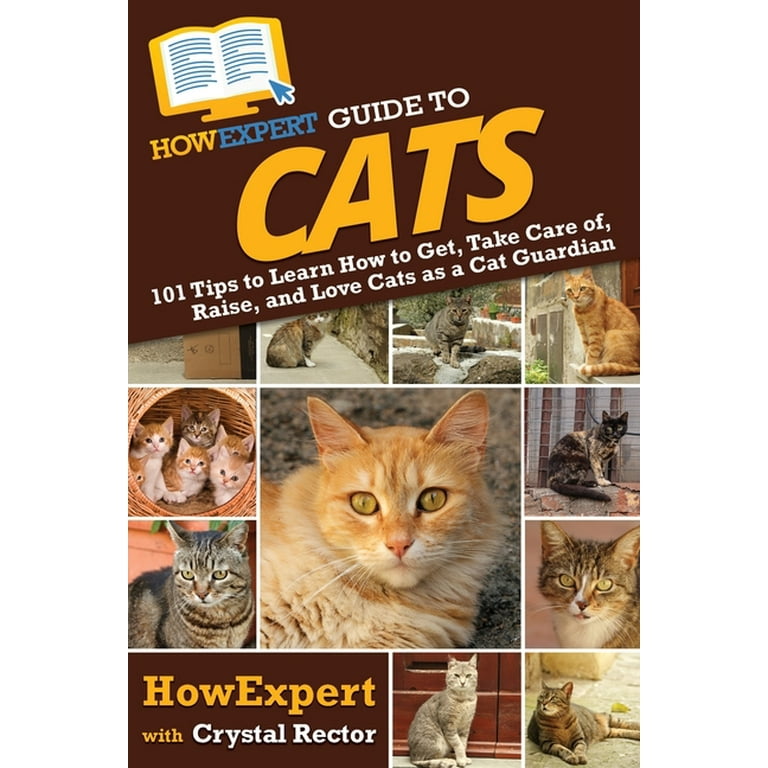 Best Tips for Cat