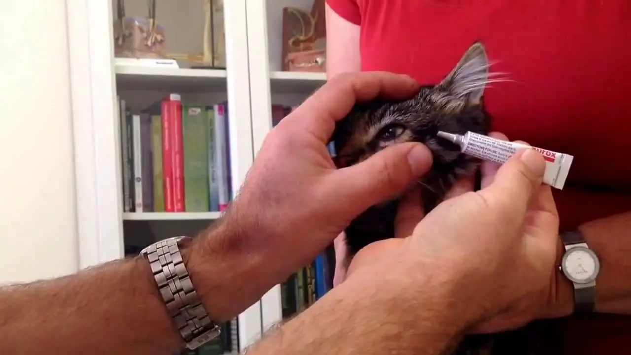 Best Way to Put Ointment in Cat'S Eye