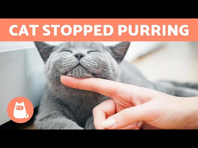 Cat Stopped Purring