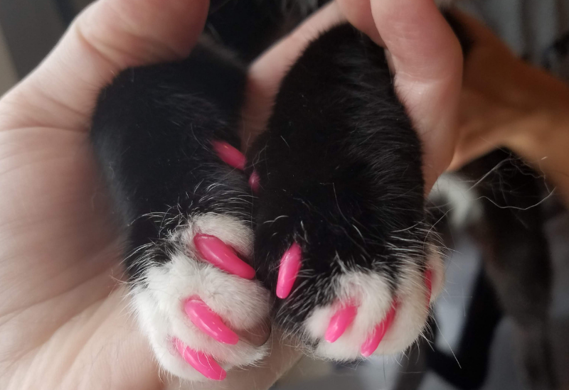 Cat Tips for Nails