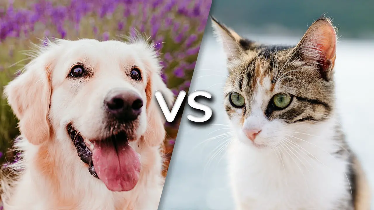 Cat Vs Dog