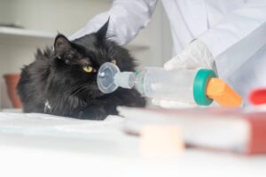 cat's asthma