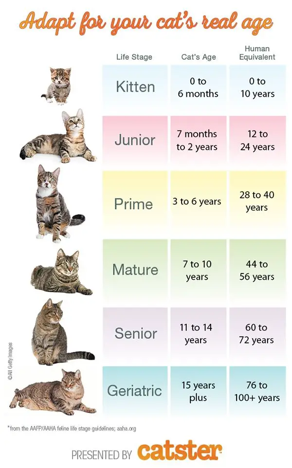 How Many Cat Years are in One Year