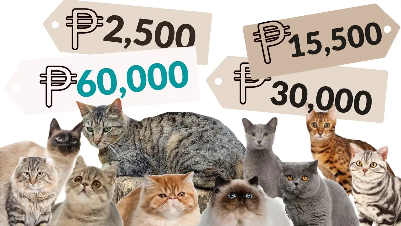 How Much Does Cat Cost in Philippines