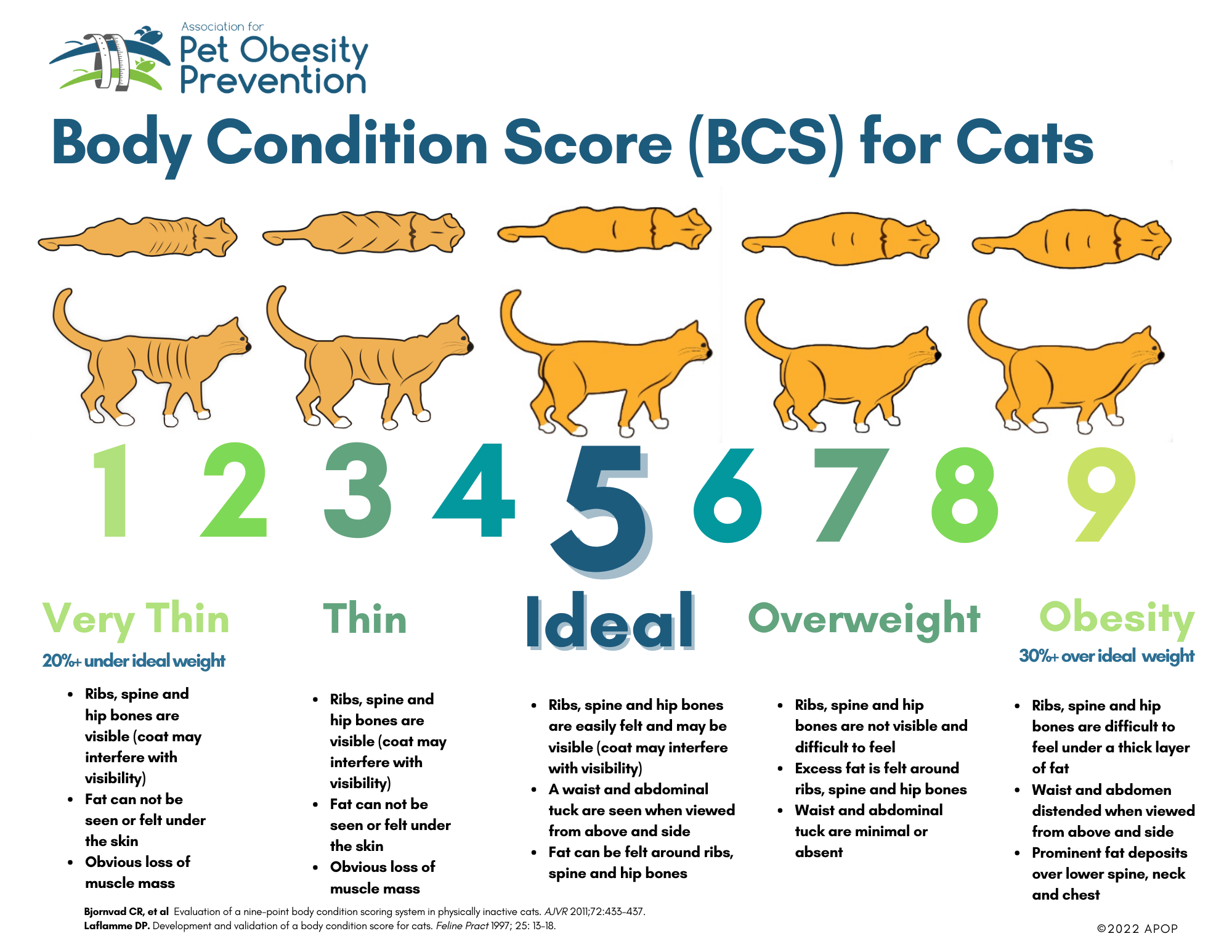 How Much Should a Cat Weigh