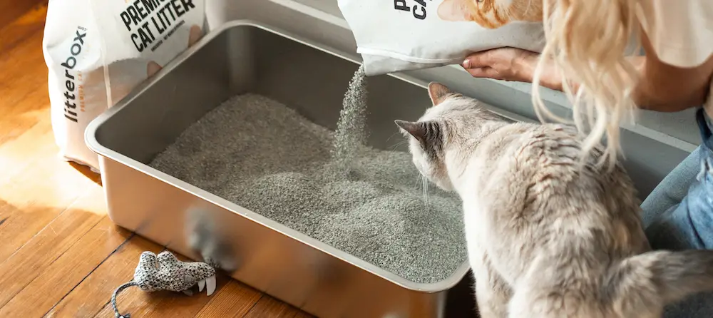 How Often Does Cat Litter Need to Be Changed