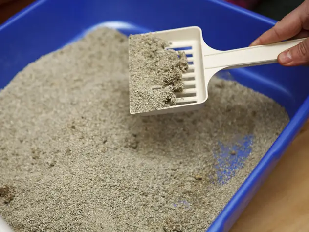 How Often Does Cat Litter Need to Be Cleaned