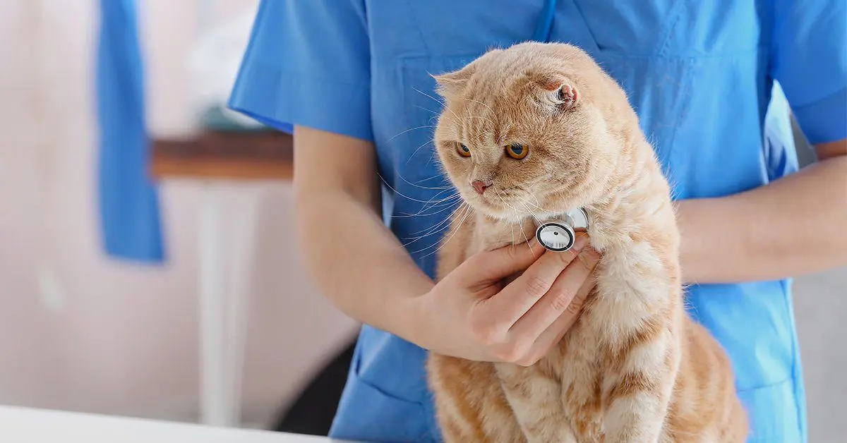 How Often Should You Take Cat to Vet