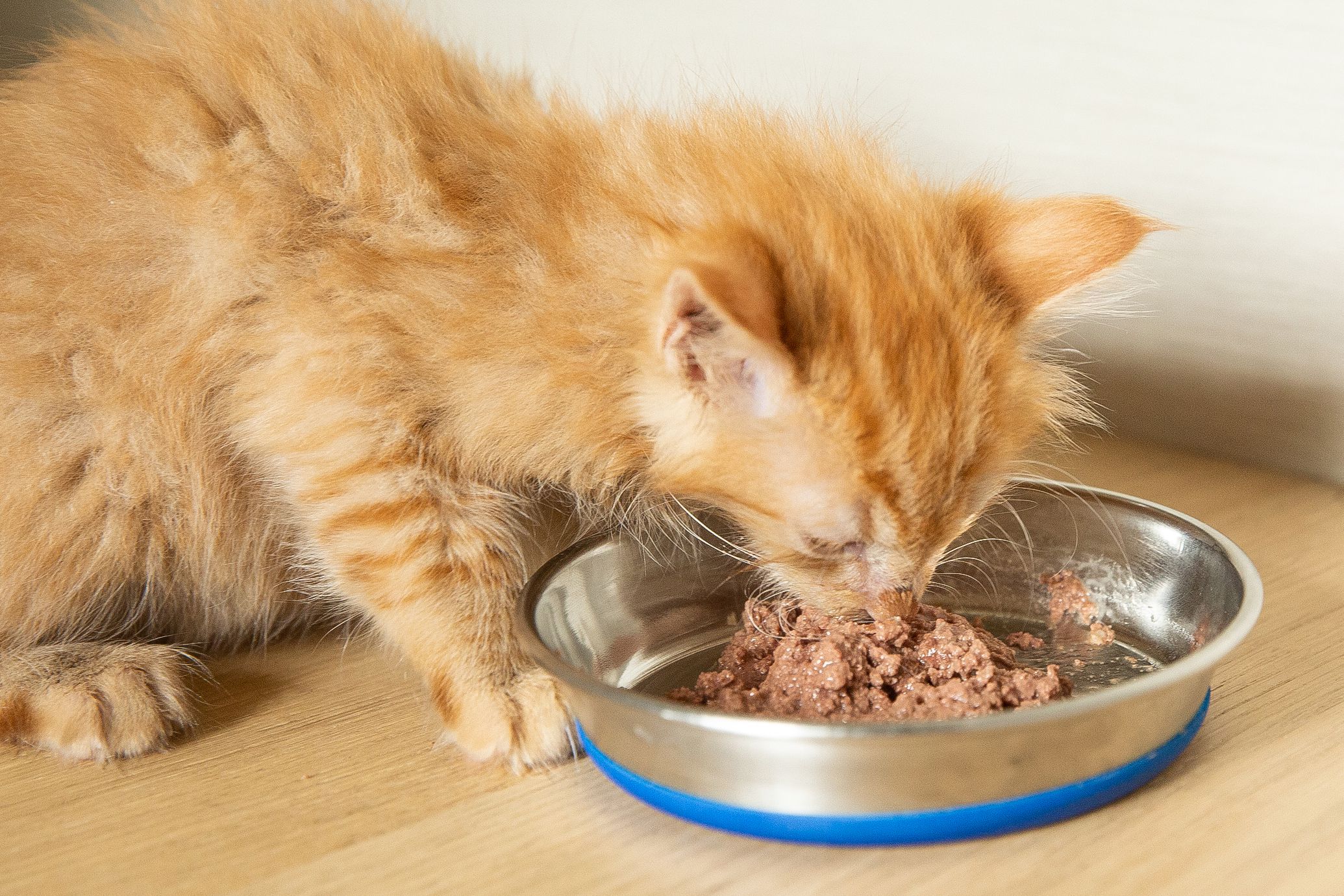 How to Choose the Best Cat Food