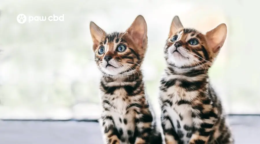 How to Choose the Right Cat Breed